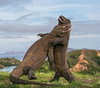 Komodo dragons fighting in Indonesia