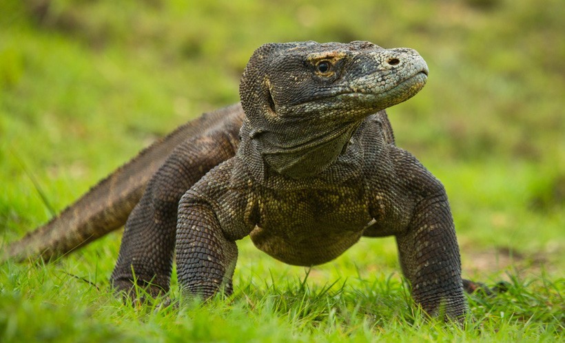 Komodo Dragon Juveniles often live on trees for 8-9 months till they reach physical maturity and become terrestrial. Komodo Dragon Juvenile Walking, portrait