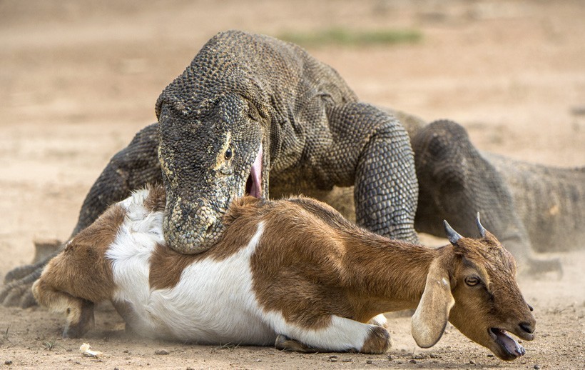 Komodo Dragon attacks a goat, Indonesia