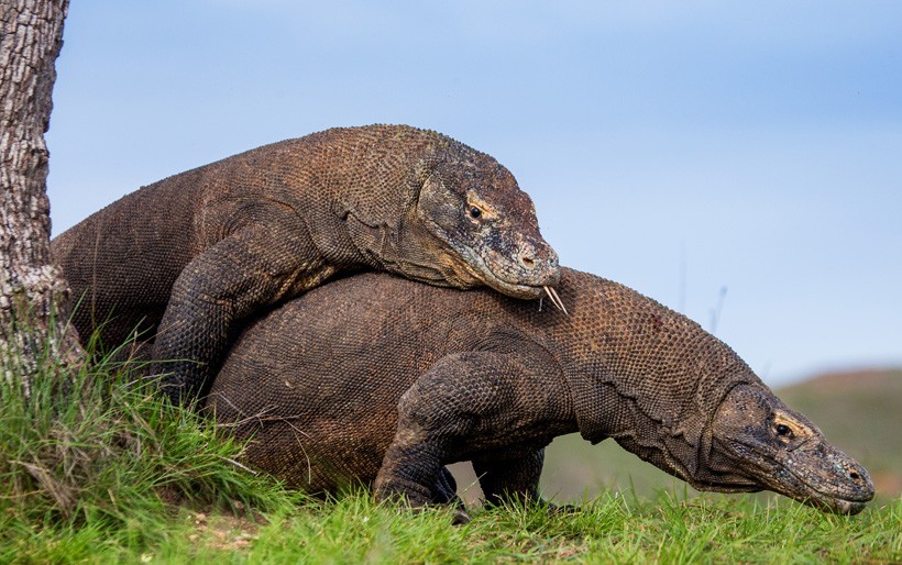 Komodo dragons are a rare species of lizards that reproduce asexually by parthenogenesis and sexually by mating. Komodo Dragons mating, Indonesia