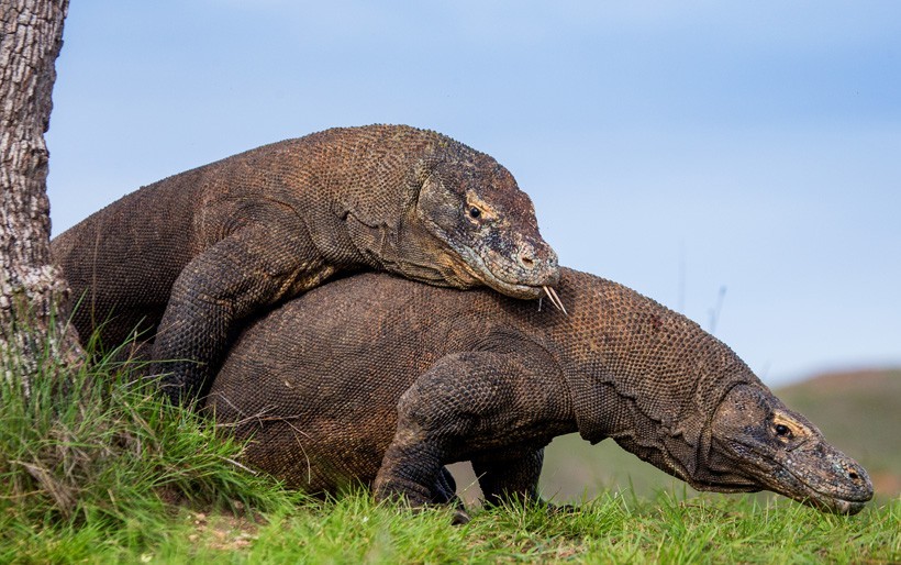 Komodo Dragons mating, Indonesia