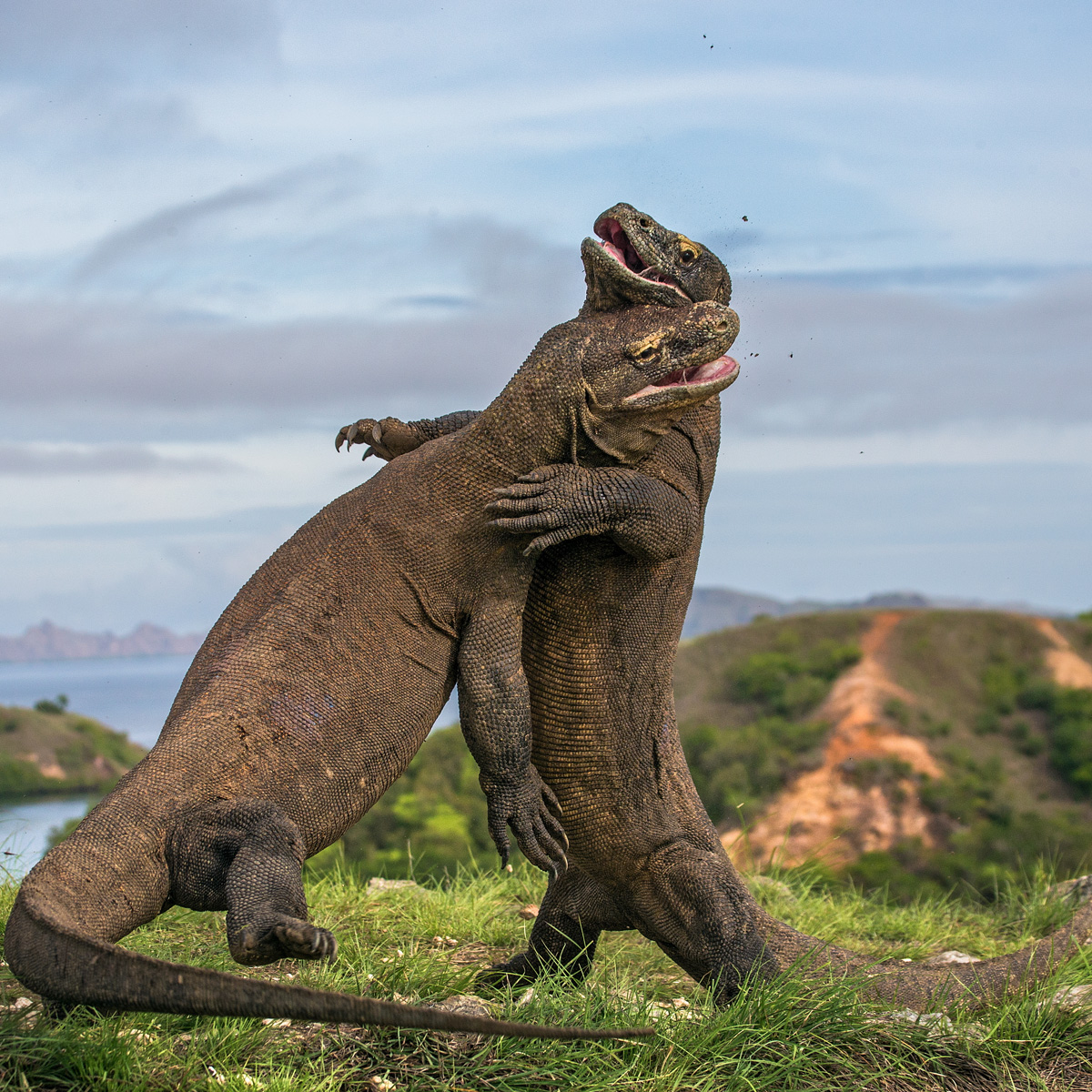 Komodo Dragon Varanus Komodoensis About Animals