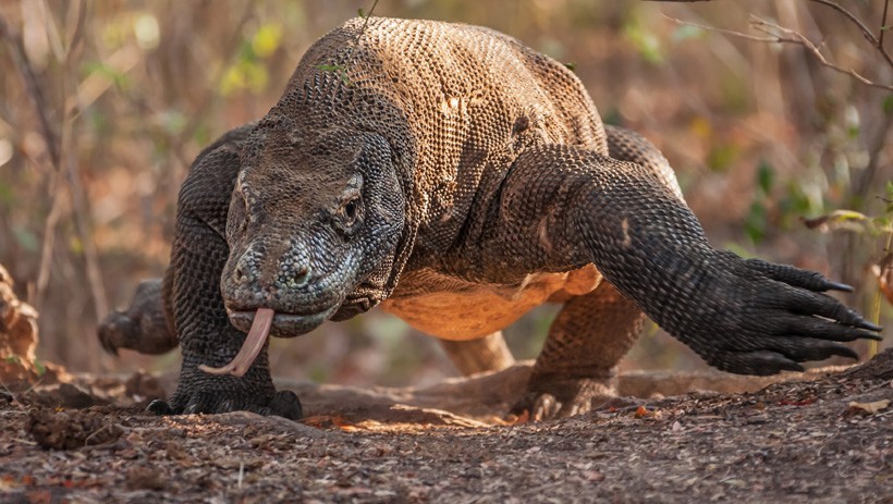 Komodo dragons are the largest and heaviest lizards in the world. Huge Komodo Dragon running, Rinca Islands, Indonesia