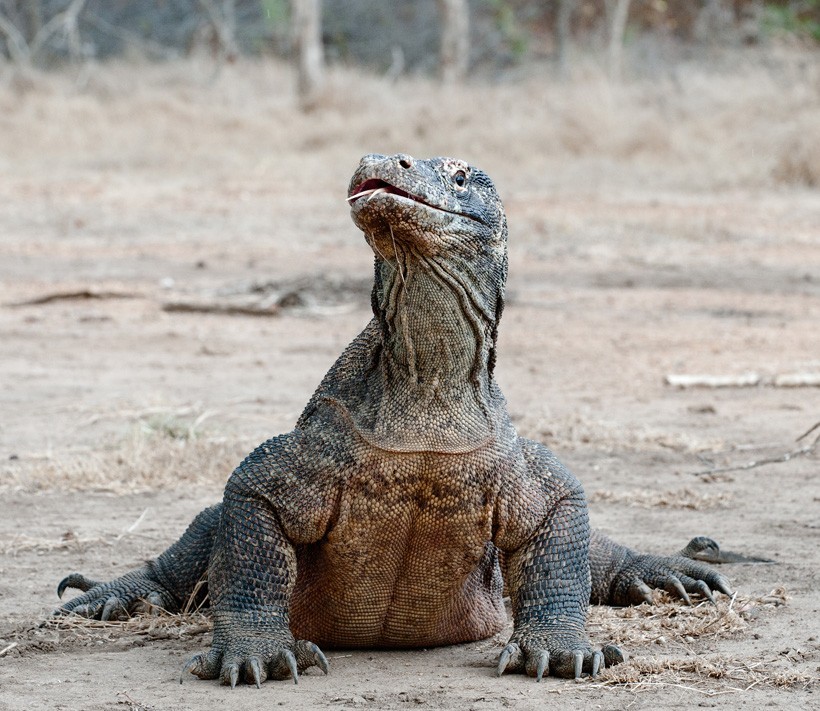 Komodo Dragon smelling the air, Indonesia