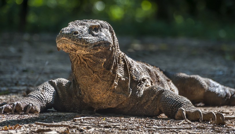Komodo dragons may often bask in the sun to facilitate digestion to prevent rotting of undigested food within their stomach that could lead to poisoning. Komodo dragon basking in the sun