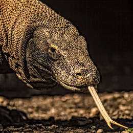 Komodo dragon