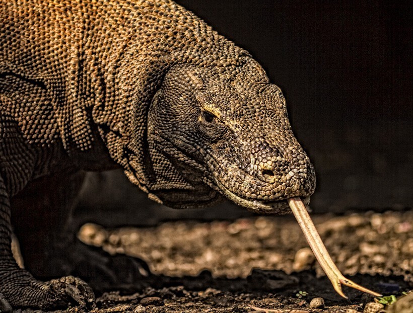 Komodo dragons use their forked tongues to pick up particles in the air that further stimulate their Jacobson’s organ. Closeup Komodo Dragon forked tongue in Komodo National Park, Indonesia
