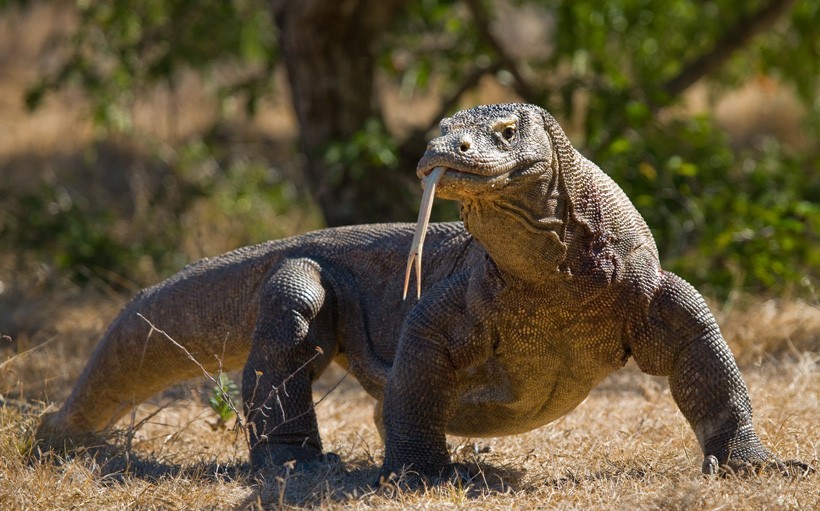 Komodo dragons use their forked tongues to pick up particles in the air that further stimulate their Jacobson’s organ. Komodo Dragon walking on the ground, Komodo National Park, Indonesia