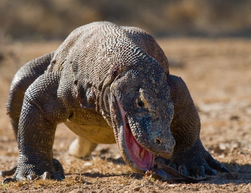The Komodo dragon is a gigantic lizard that is found on a few small Indonesian islands. Komodo Dragon walking with open mouth