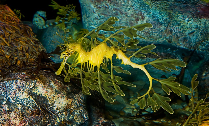 Leafy seadragon, kelp-covered rocky reef