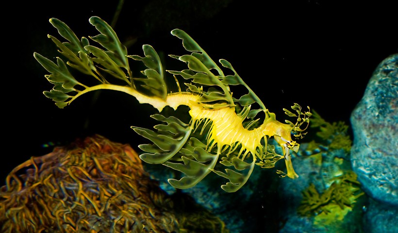 Leafy seadragon swimming in kelp reef