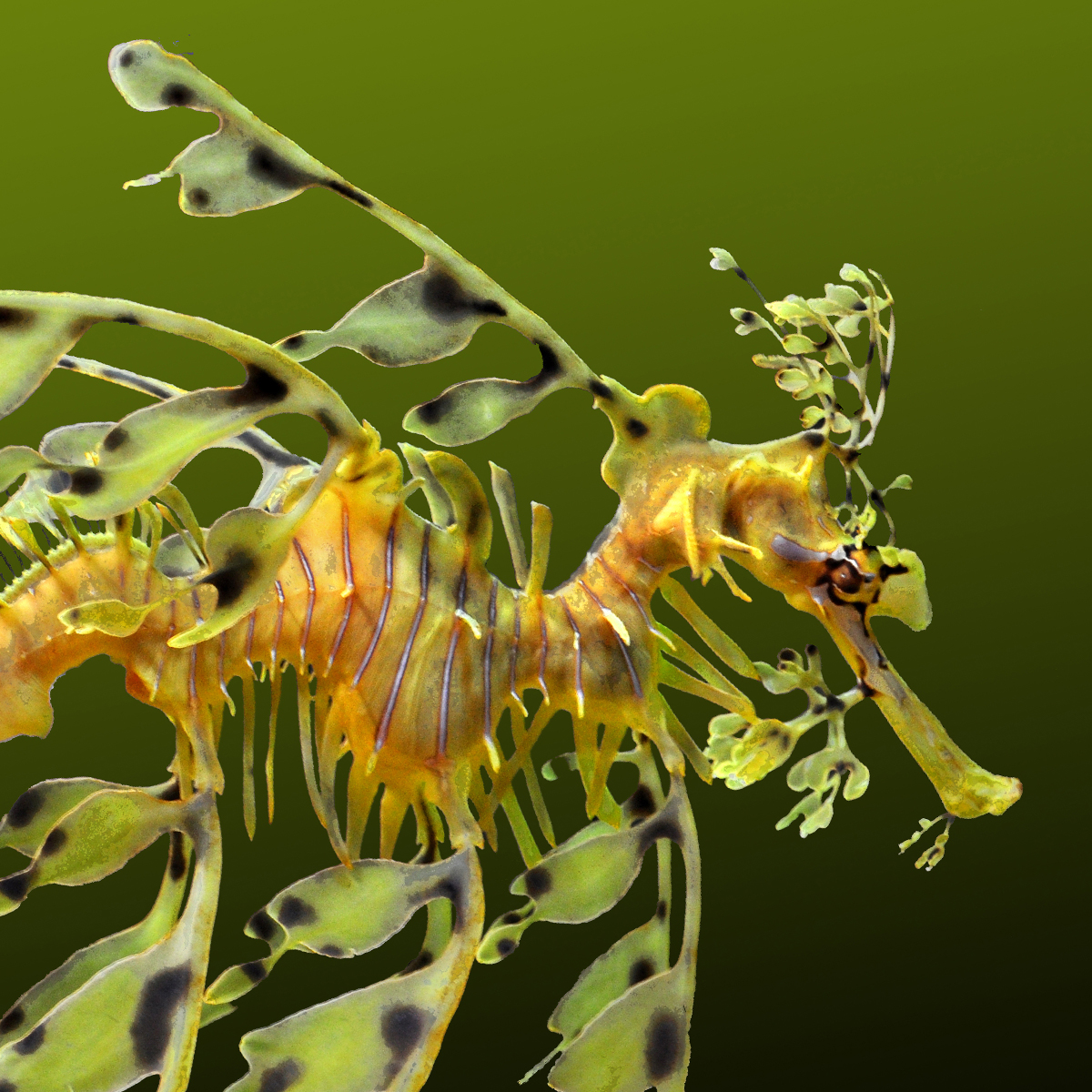 Leafy Seadragon Phycodurus Eques About Animals