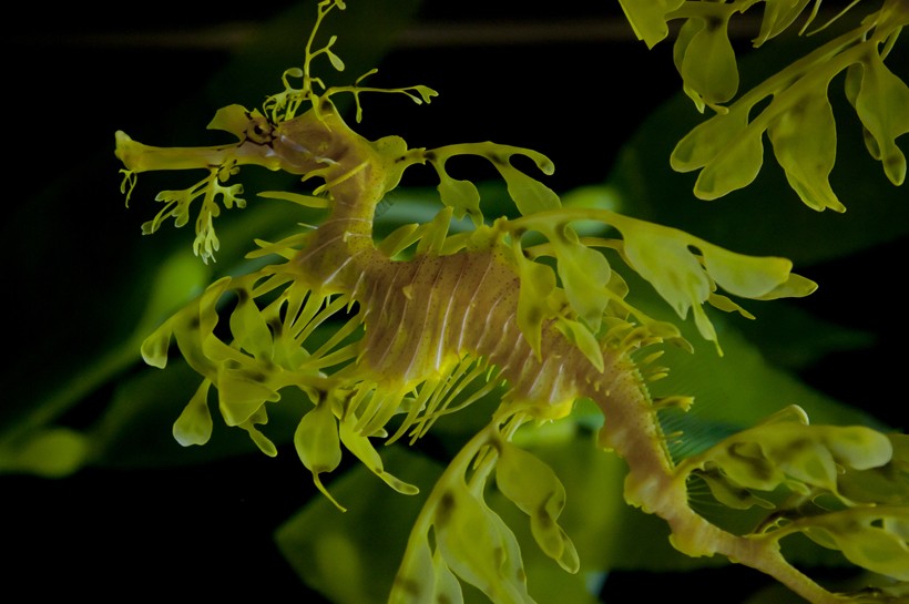 The leafy seadragon yellow-brown body with olive-tinted appendages.
