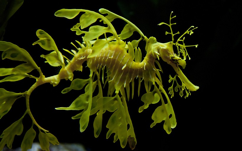 Leafy seadragon remaining still in water