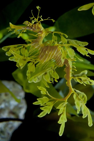 Portrait of a leafy seadragon