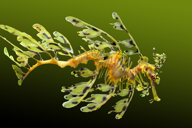 Leafy seadragon swimming