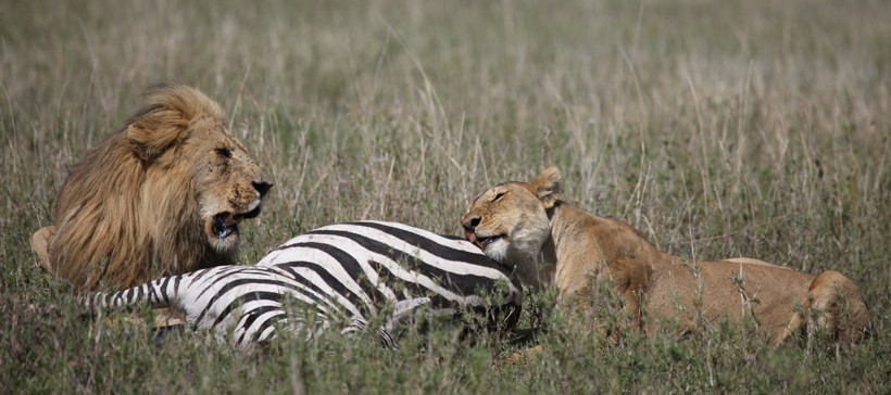 Male and female lion feeding on a zebra