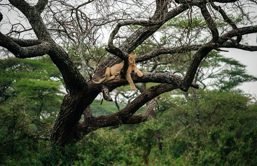 Lioness climbing in a tree