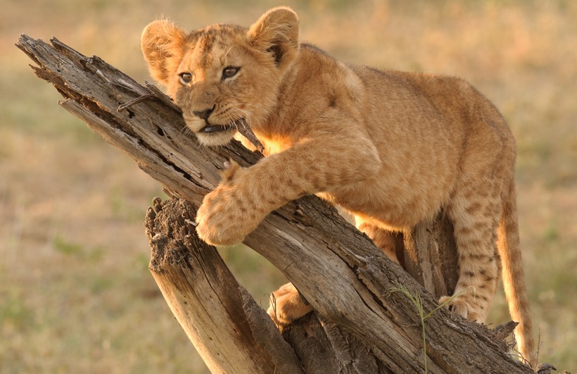 Lion cub on a log