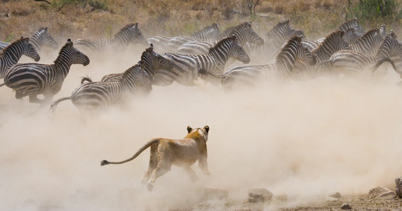 lioness attack on zebra herd