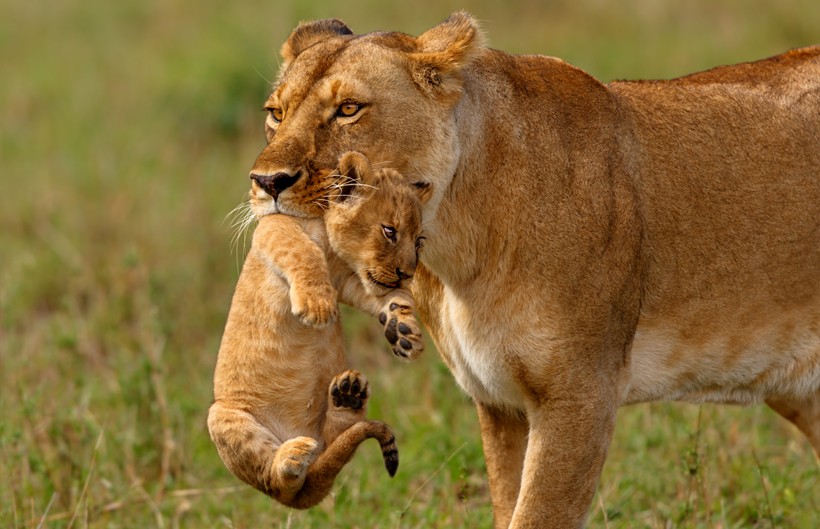 Lioness mother carries the newborn cub in her mouth