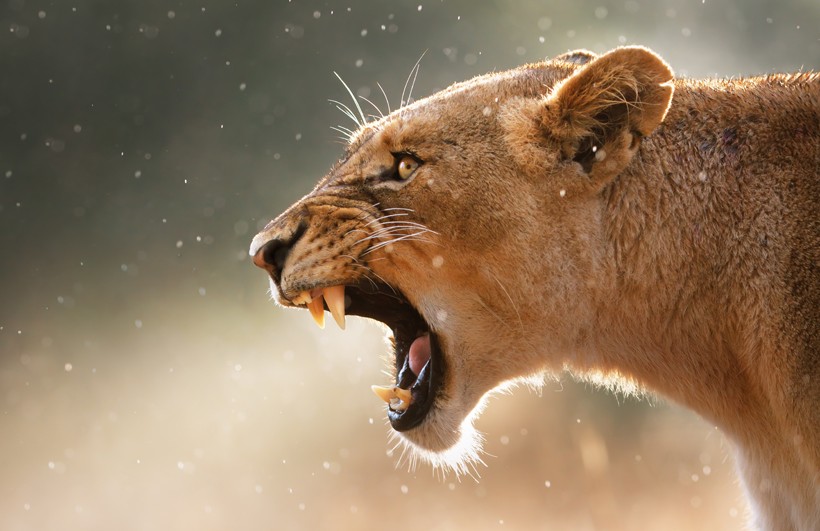 lioness showing her dangerous teeth