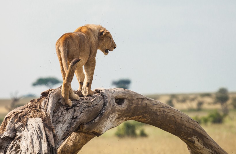 Female lioness walking on a branch