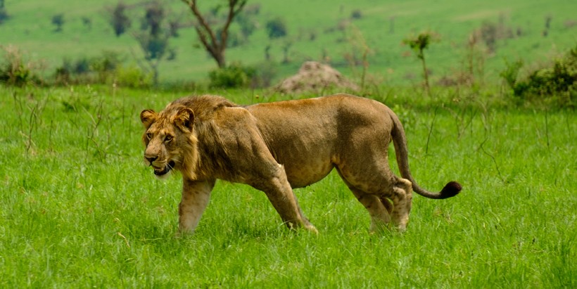 Congo Lion or Uganda Lion