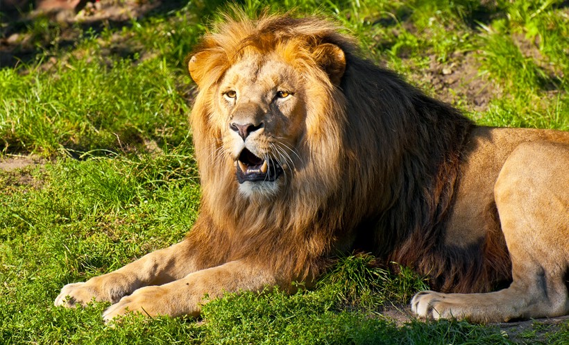 Southwestern African or Katanga lion