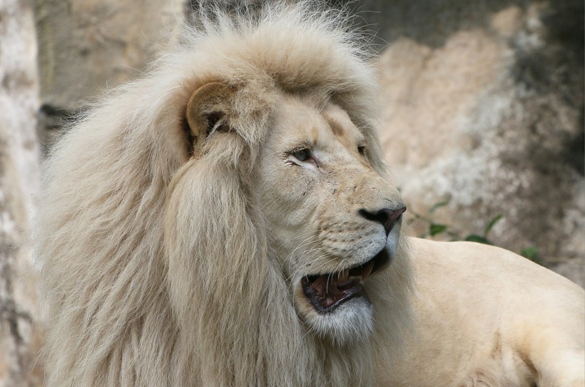 Lion (Panthera leo) | about animals