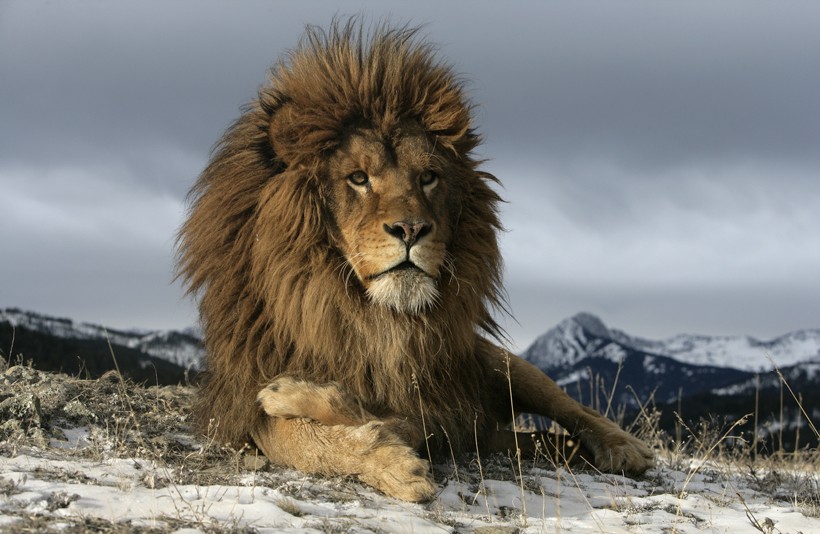 Barbary Lion