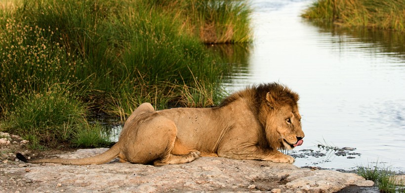 East African Lion or Masai Lion