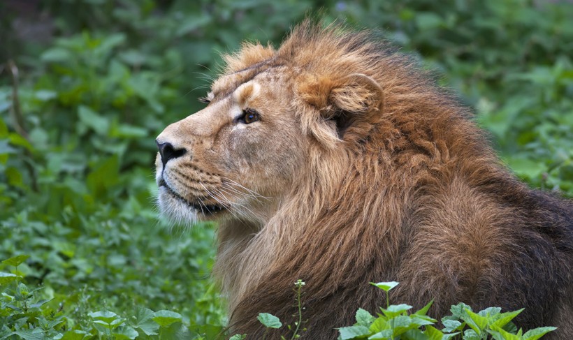 Asiatic Lion