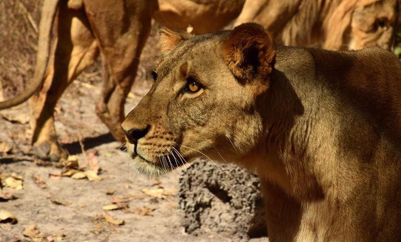 West African or Senegal lion