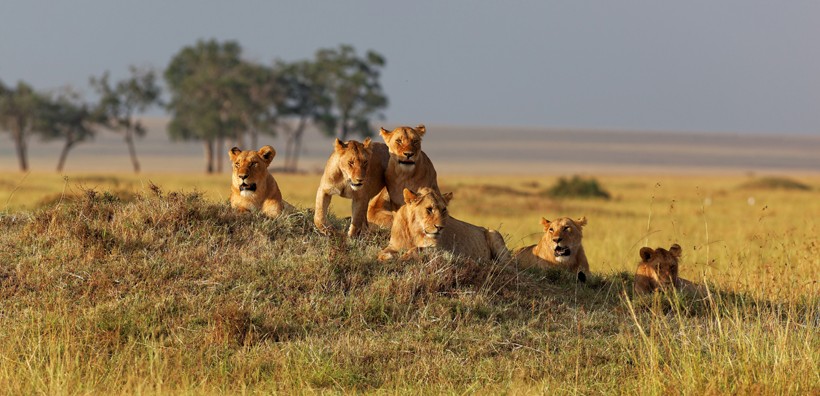 Lion pride on watch at sunset, Masai mara, Kenya, Africa