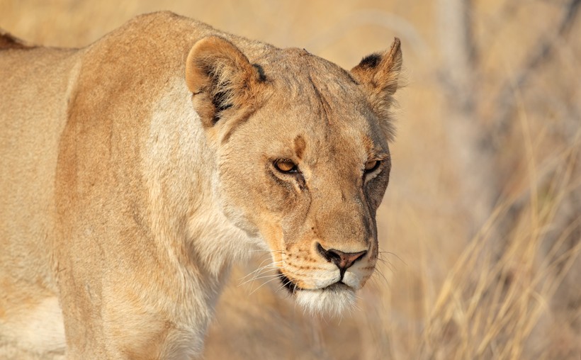 Lions have the status Vulnerable on the IUCN Red List