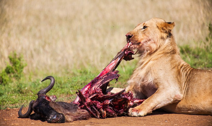 Lioness feeding on a wildebeest carcass