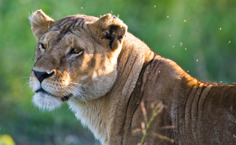 Closeup head lioness, Tanzania