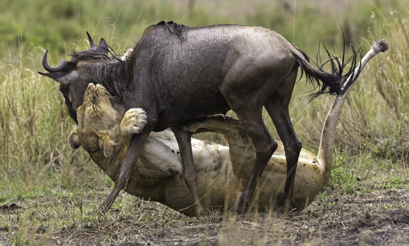 Lioness killing a wildebeest