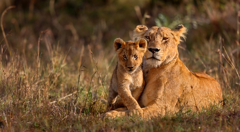 Lioness resting with cub in the sunset, Kenya