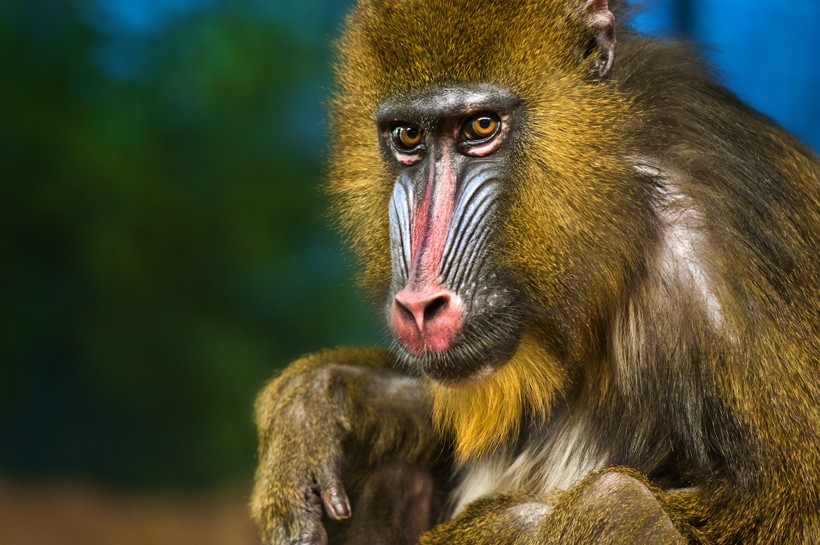 Male mandrills have vivid colors that make them stand out from the rest of the primates. Alpha male mandrill bright colored face