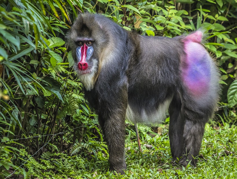 Males have a bright red nose and lips with blue ridges on both sides of the nose. Male mandrills have a stunning blue or purple naked rump.