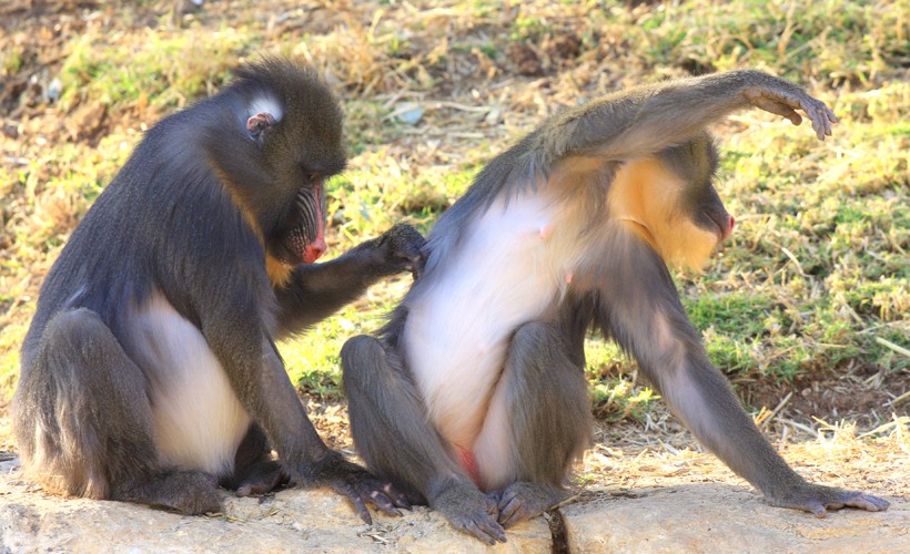 Mandrills are highly social animals and socializing is a vital part of their lifestyle. Mandrill apes delousing eachother