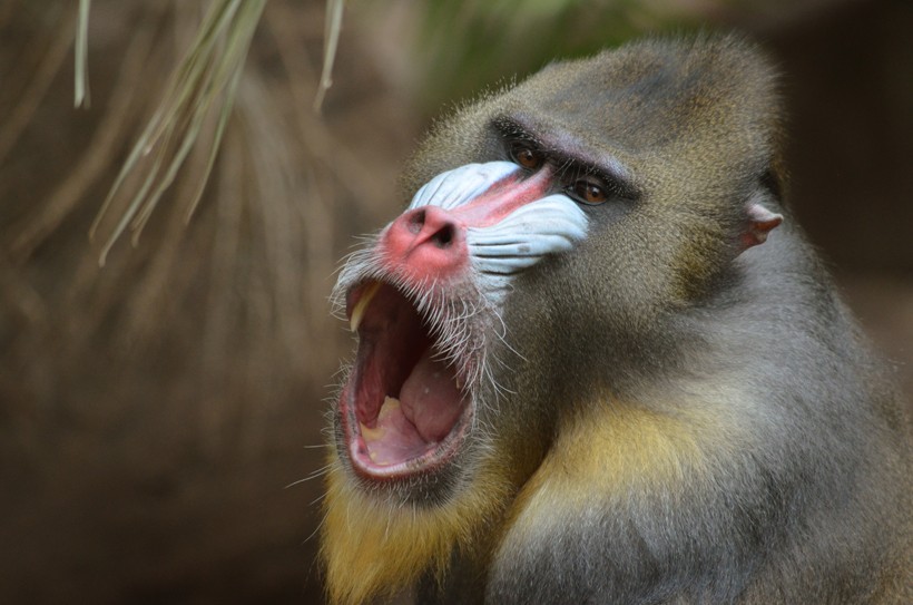 With females, the canines are much smaller (1 cm) The 4,5 cm long canines of an alpha male mandrill