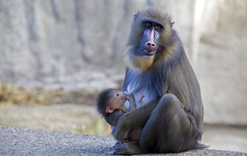 Mother mandrill weaning her newborn