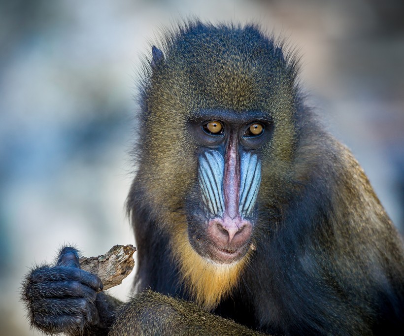The diet of the omnivorous Mandrill contains worms, spiders, ants, snails, small bugs, and lizards.