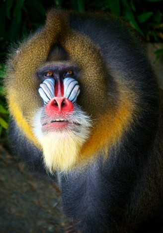 Portrait male mandrill