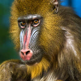 Mandrill