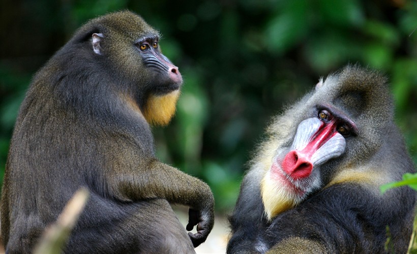 The mandrill is listed as a vulnerable species by the International Union for Conservation of Nature (IUCN).