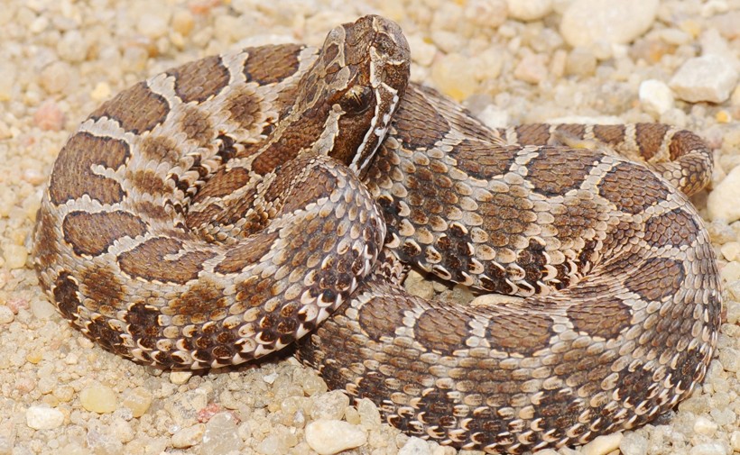 Desert Massasauga Rattlesnake basking in the sun